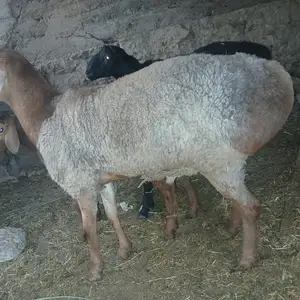Кучкори хисори, Ҳисор