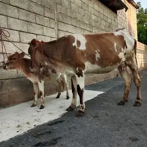 Гови гусоладор, Вахдат