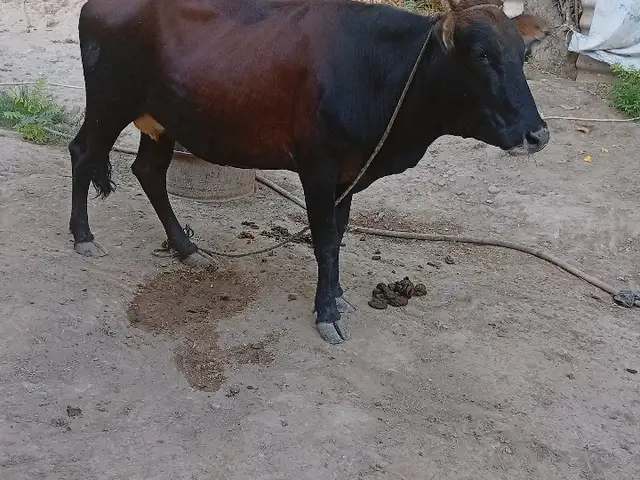 Гов, Хуросон