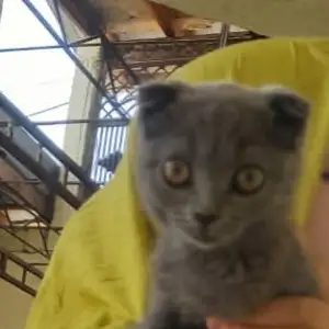 Котята, Душанбе