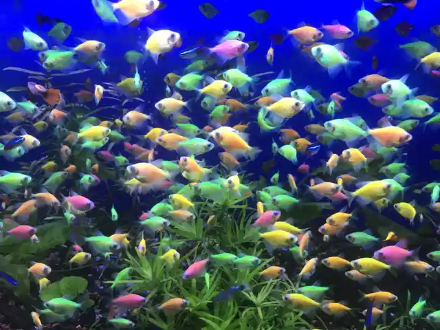 Рыбка Тернеция GloFish, Худжанд