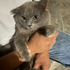 Кошка, Душанбе