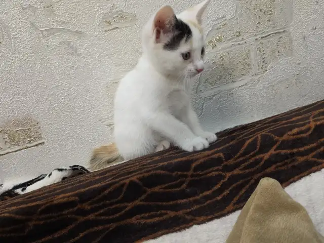 Кошка, Душанбе