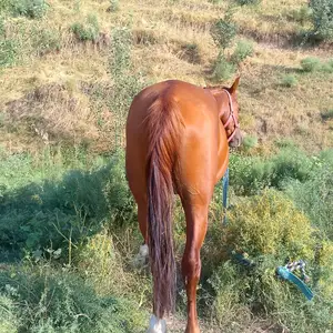 Асп, Вахдат