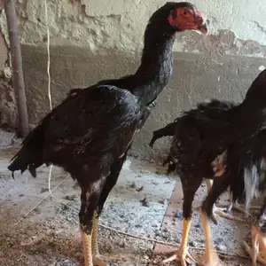 Дакан чучахои зоти О шамо Ветнам, Рӯдакӣ