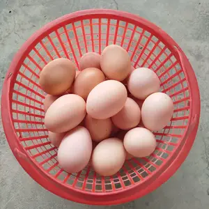 Яйца для инкубации, Худжанд