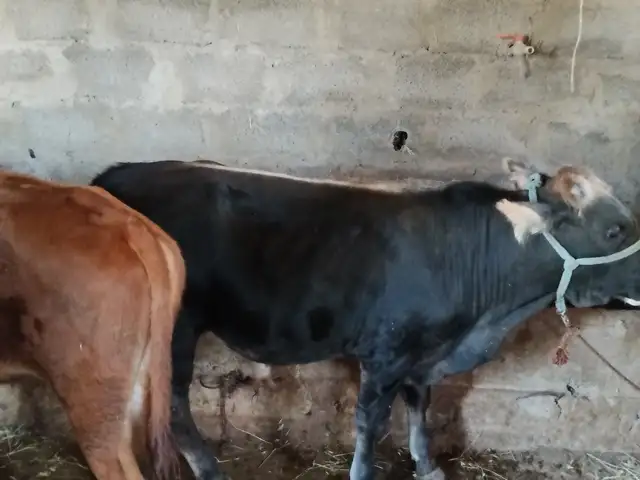 3 бука, Душанбе