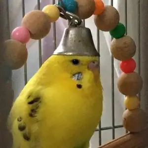 Попугай, Душанбе