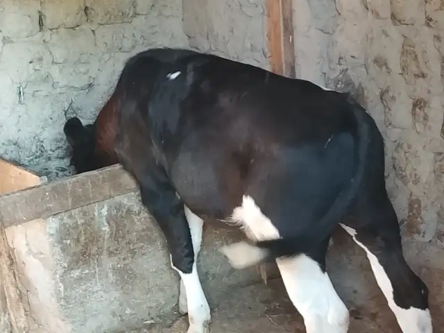 Букачаи черный пёстр, Деваштич (Ганчи)