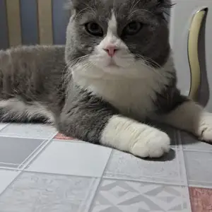 Кот на вязку, Душанбе