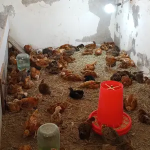 Чучаи ломан браун, Яван