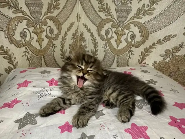 Вислоухие котята, Хуҷанд
