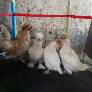 Мургхои тухмкун, Душанбе