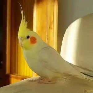 Попугай, Душанбе