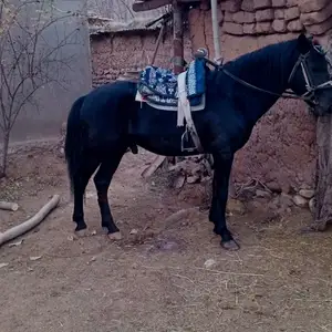 Асп, Куляб
