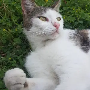 Кошечка, Душанбе