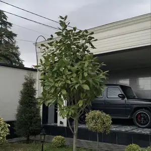Дарахт, Душанбе