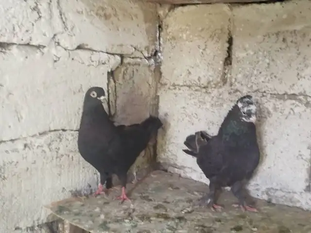 Кафтар, Гиссар