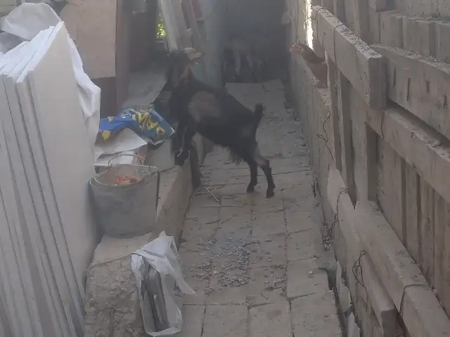 Така зоти альпийский, Душанбе