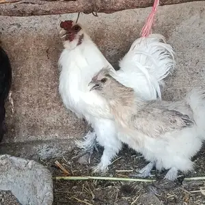 Чучаи мурги шолк, Шахринав