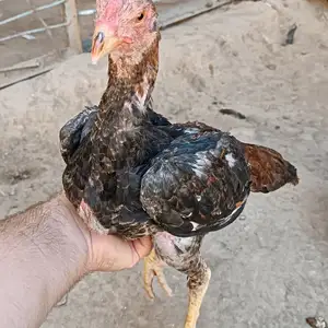 Мургхои Дакан, Хуҷанд