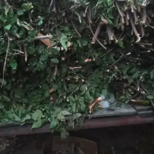 Дрова тутовника, Хуҷанд