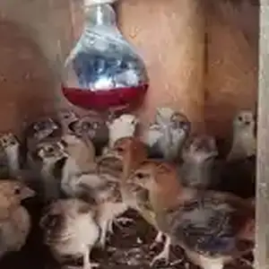 Чучаи Ломан Браун, Гиссар