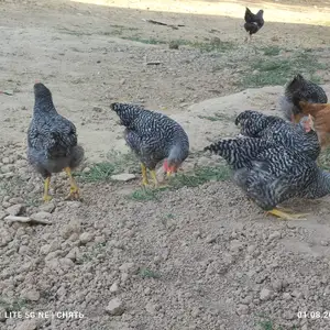 Чуҷаи доминант, Душанбе