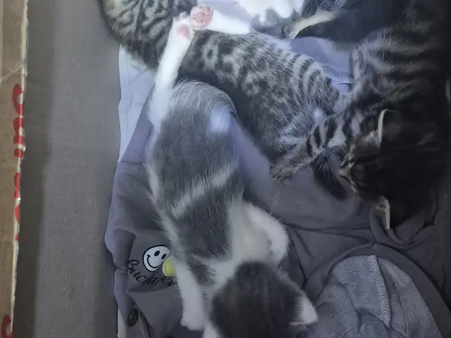 Породистые котята в добрые руки Шотландские, Худжанд