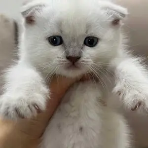 Шотландский вислоухий котенок, Душанбе