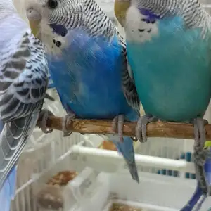 Попугай, Душанбе