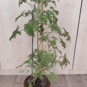 Герань с запахом лимона, Душанбе