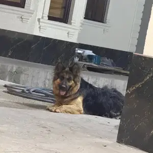 Собака на вязку, Душанбе