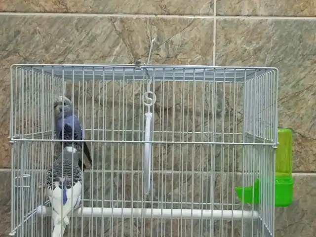 Попугай комплект, Душанбе