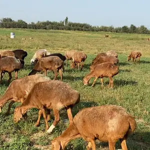 Солук, Худжанд