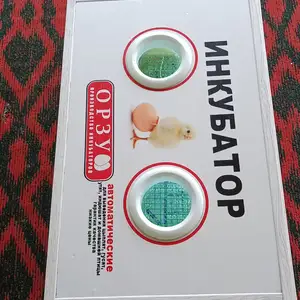 Инкубатор орзу, Спитамен