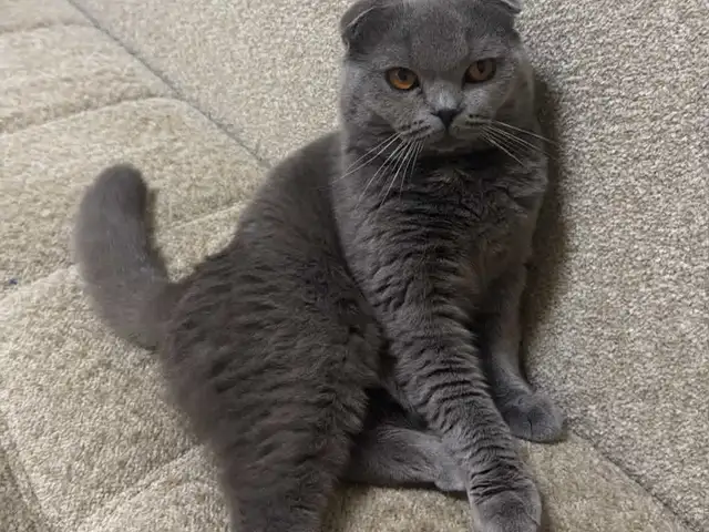Шотландский кот на вязку, Душанбе