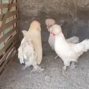 Хурус ва мург, Душанбе