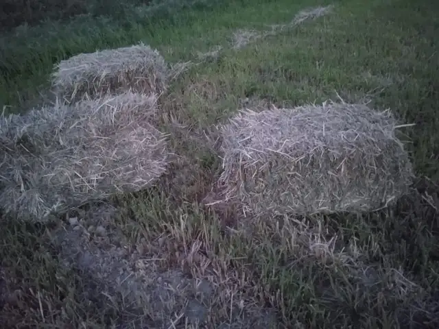 Сено, Конибодом