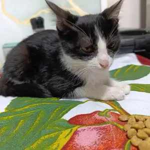 Котенок, Худжанд