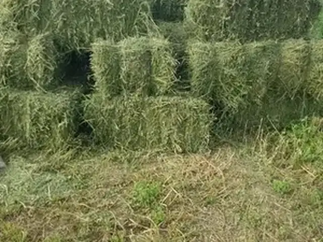 Пресси беда, Конибодом