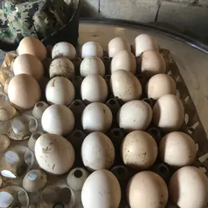 Тухми дакан, Вахдат