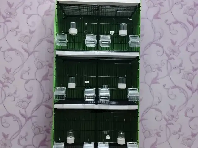 Клетка, Душанбе
