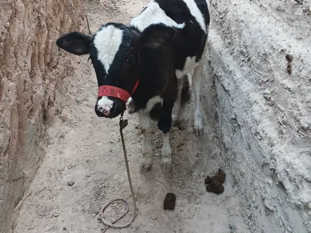 Гуночин, Рӯдакӣ