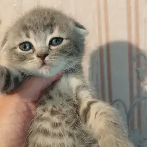 Котики шиншилла, Душанбе