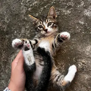 Кошка, Душанбе