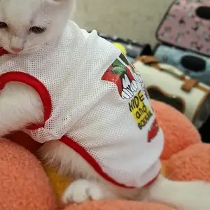 Шотландский котенок, Худжанд