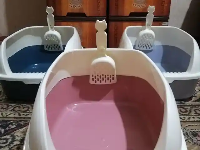 Лоток для кошек, Душанбе