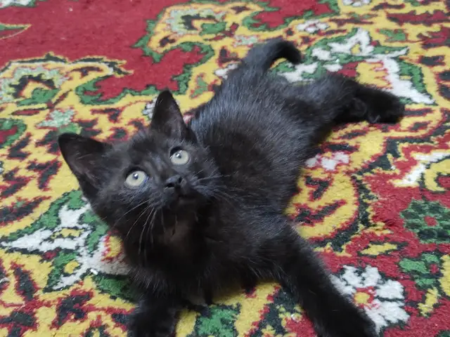 Кошка, Худжанд