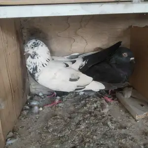 Кафтар, Душанбе
